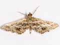 Diasemiopsis ramburialis